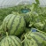 1推荐关东雷州西瓜美都西瓜基地直供量大从优欢迎联系