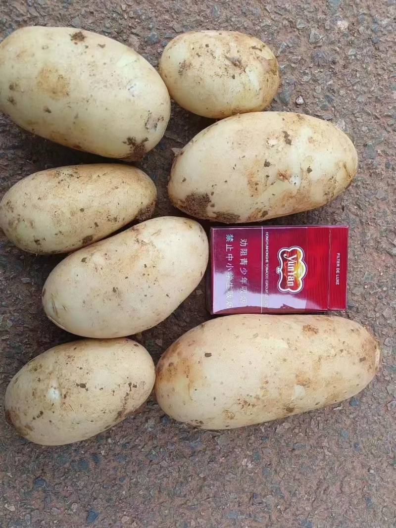 丽薯