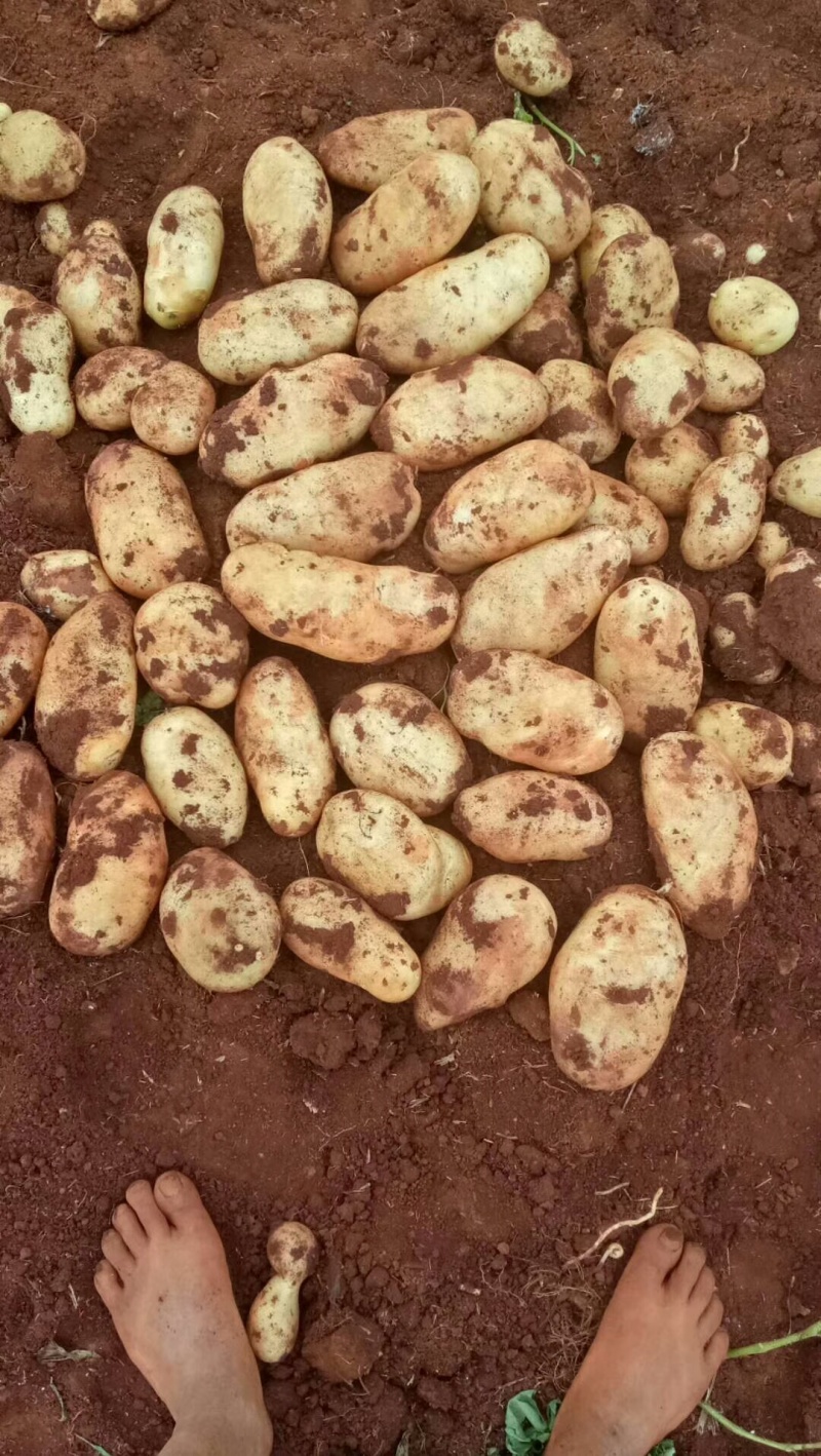 丽薯