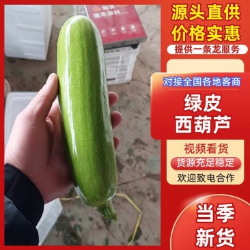 山东聊城绿皮西葫芦/产区直发/货源充足/欢迎选购