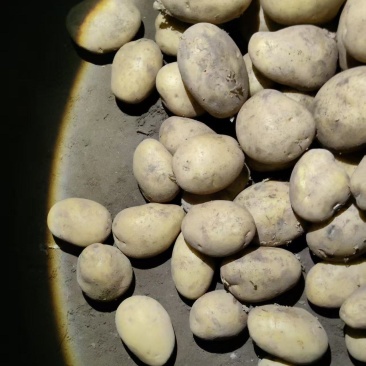 V7土豆，食堂货，需要的联系