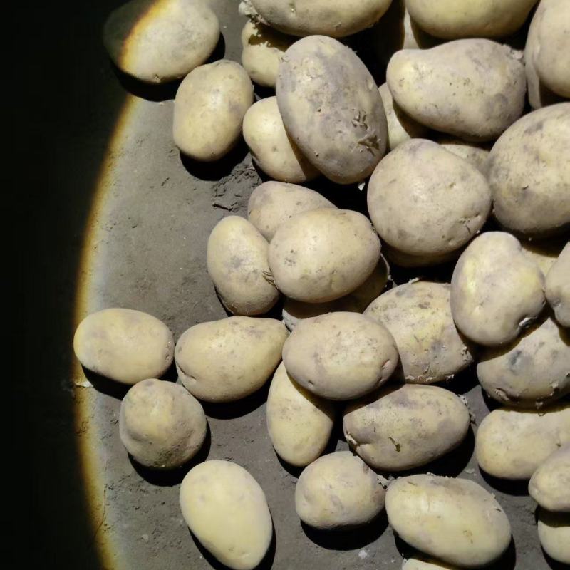 V7土豆，食堂货，需要的联系