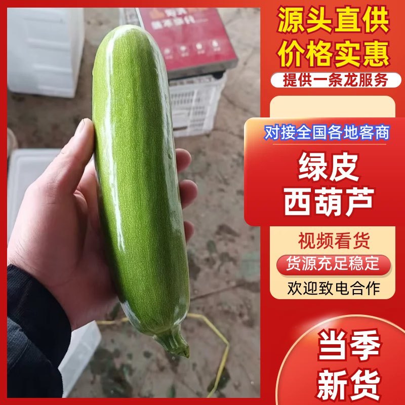 山东产区绿皮西葫芦/产区直发/货源充足/欢迎选购