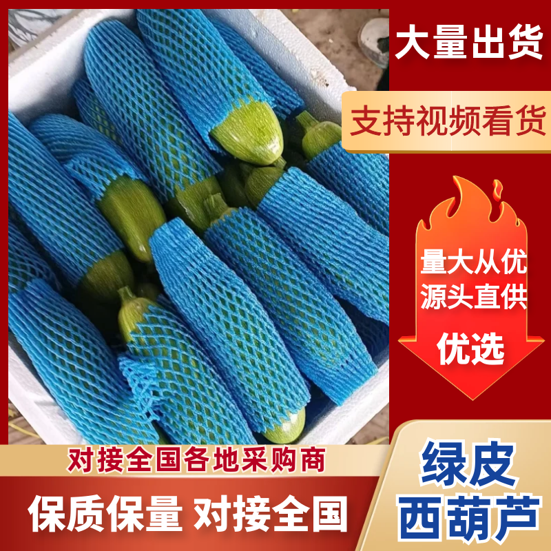 山东产区绿皮西葫芦/产区直发/货源充足/欢迎选购