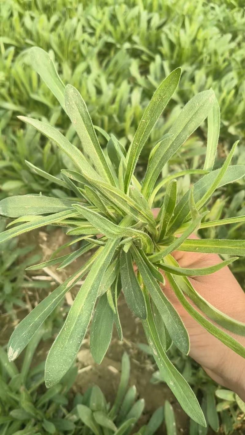 面条菜，