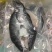 开背免处理烤鱼清江烤鱼青花椒鱼麻辣烤鱼藤椒鱼烤鱼肉嫩