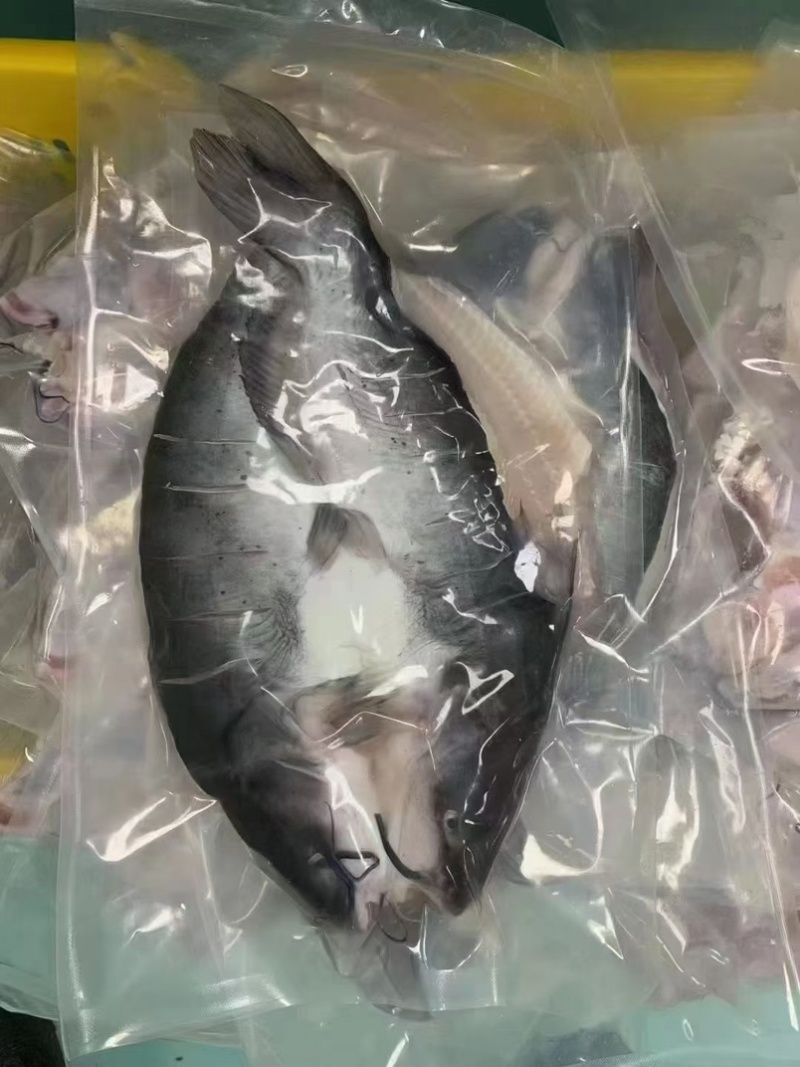开背免处理烤鱼清江烤鱼青花椒鱼麻辣烤鱼藤椒鱼烤鱼肉嫩