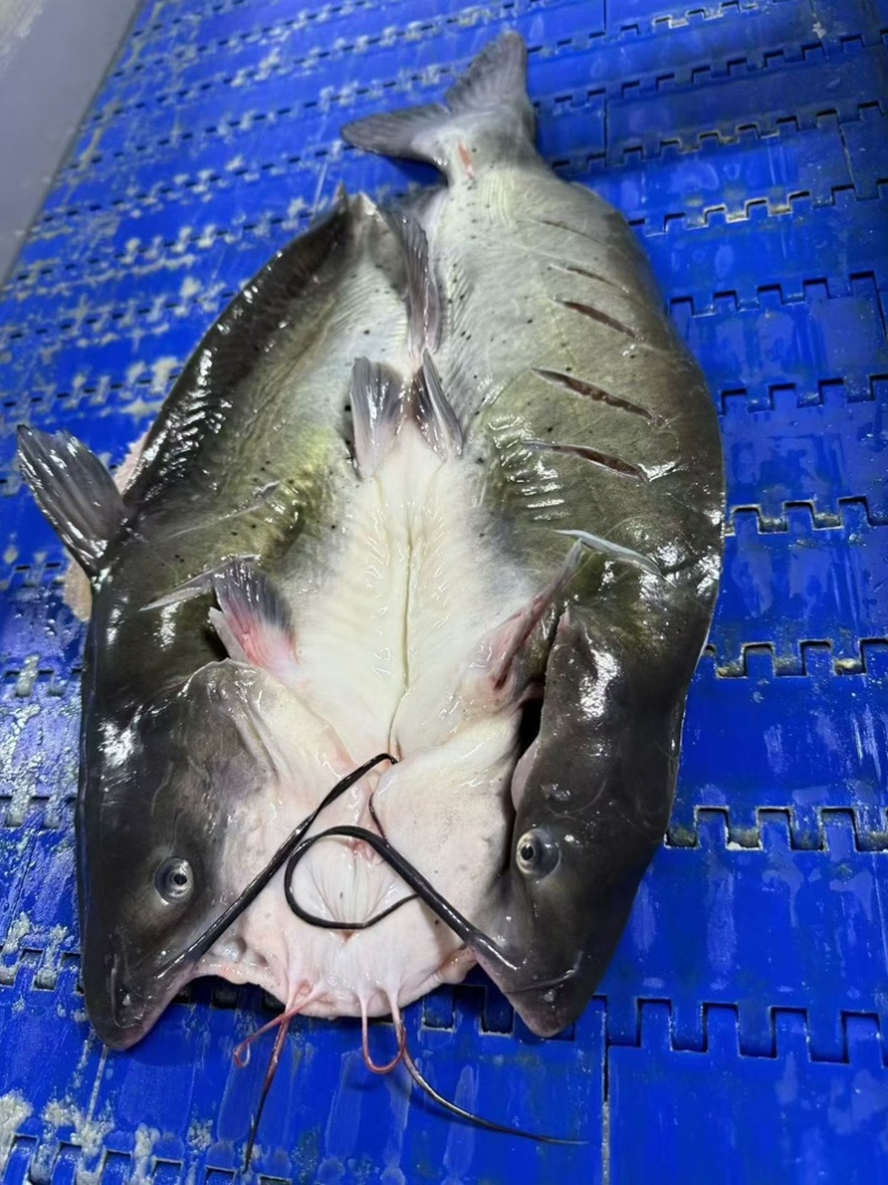 开背免处理烤鱼清江烤鱼青花椒鱼麻辣烤鱼藤椒鱼烤鱼肉嫩