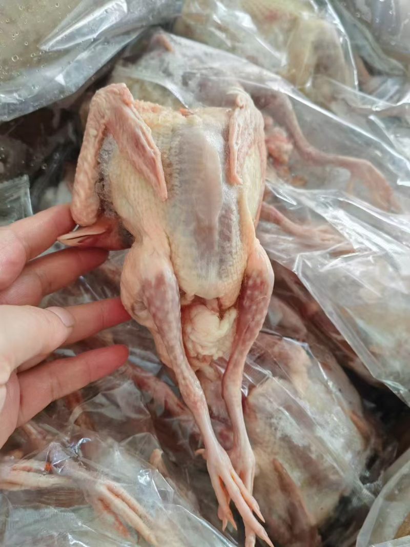 次品一级鸽子