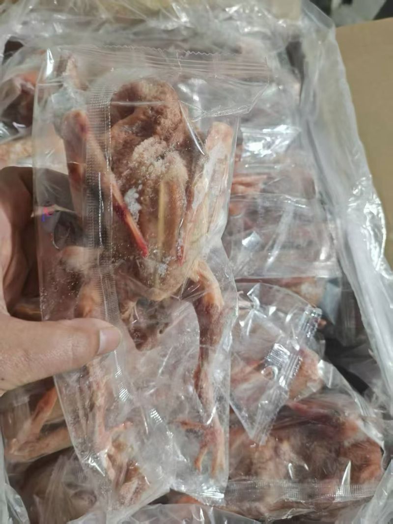 次品一级鸽子