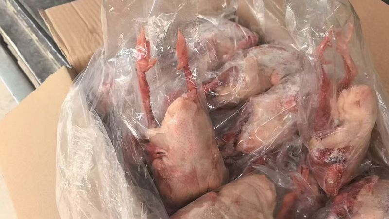次品一级鸽子