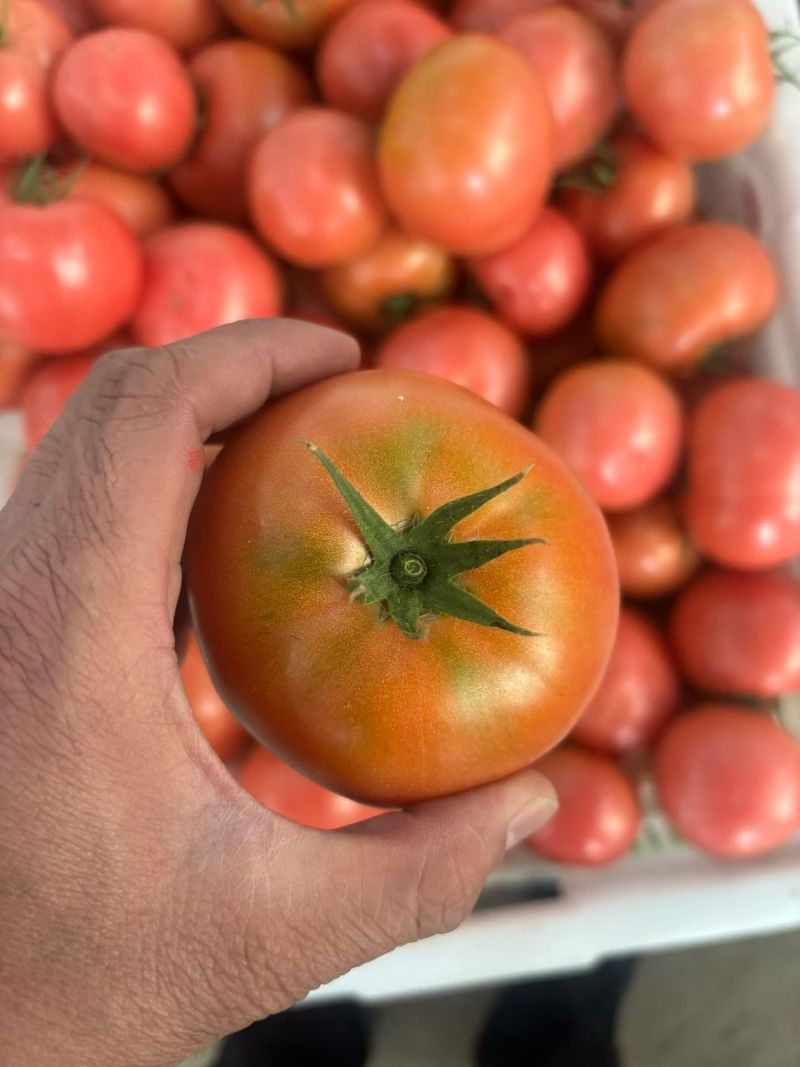 精品硬粉西红柿大量供应产地直发可视频看货保质保量