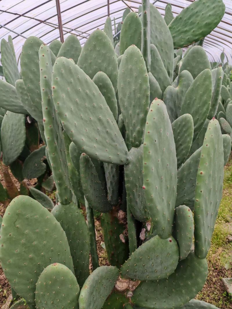 仙人掌
