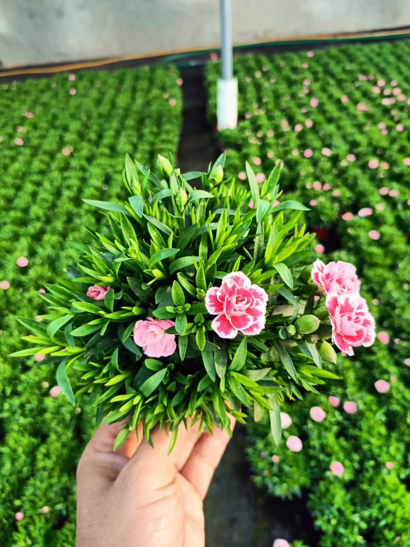 康乃馨，基地直发花色多花期长