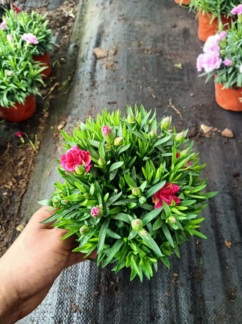 康乃馨，基地直发花色多花期长