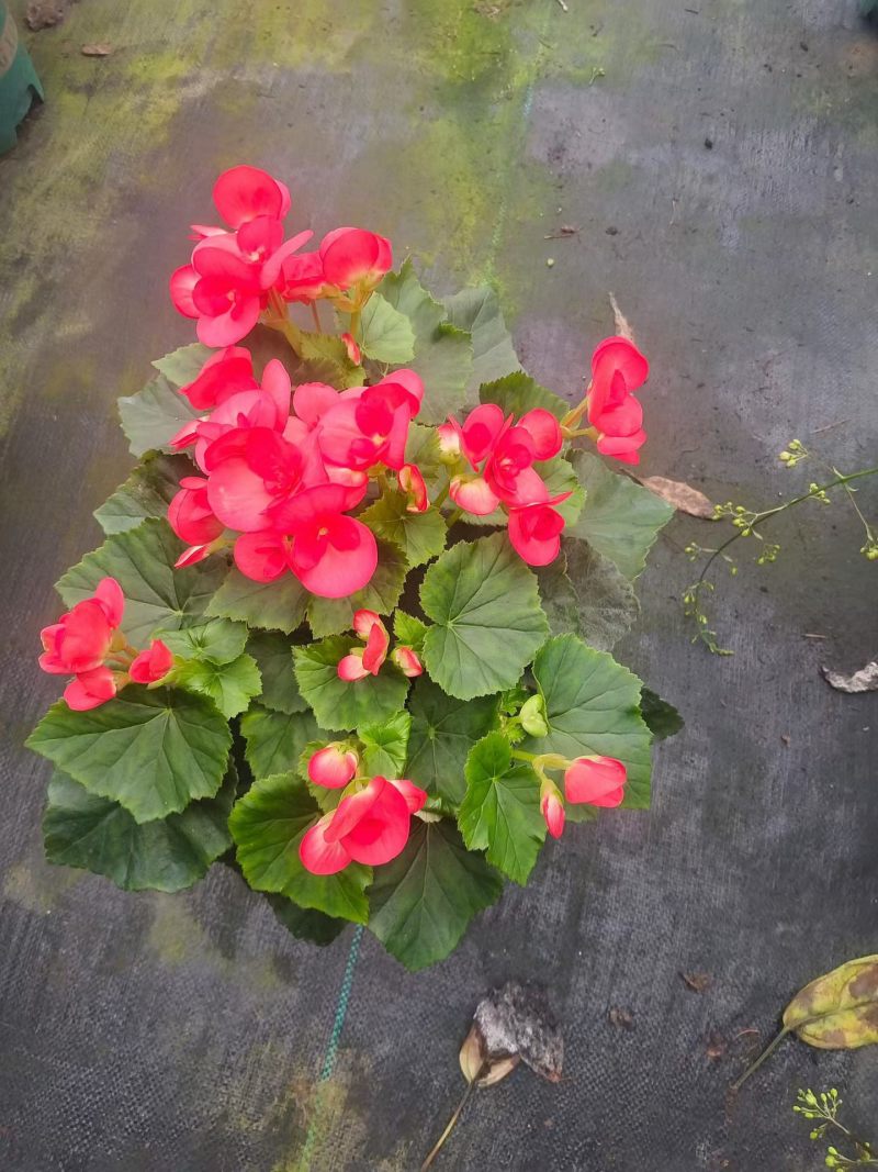 丽格海棠花色多观赏性高