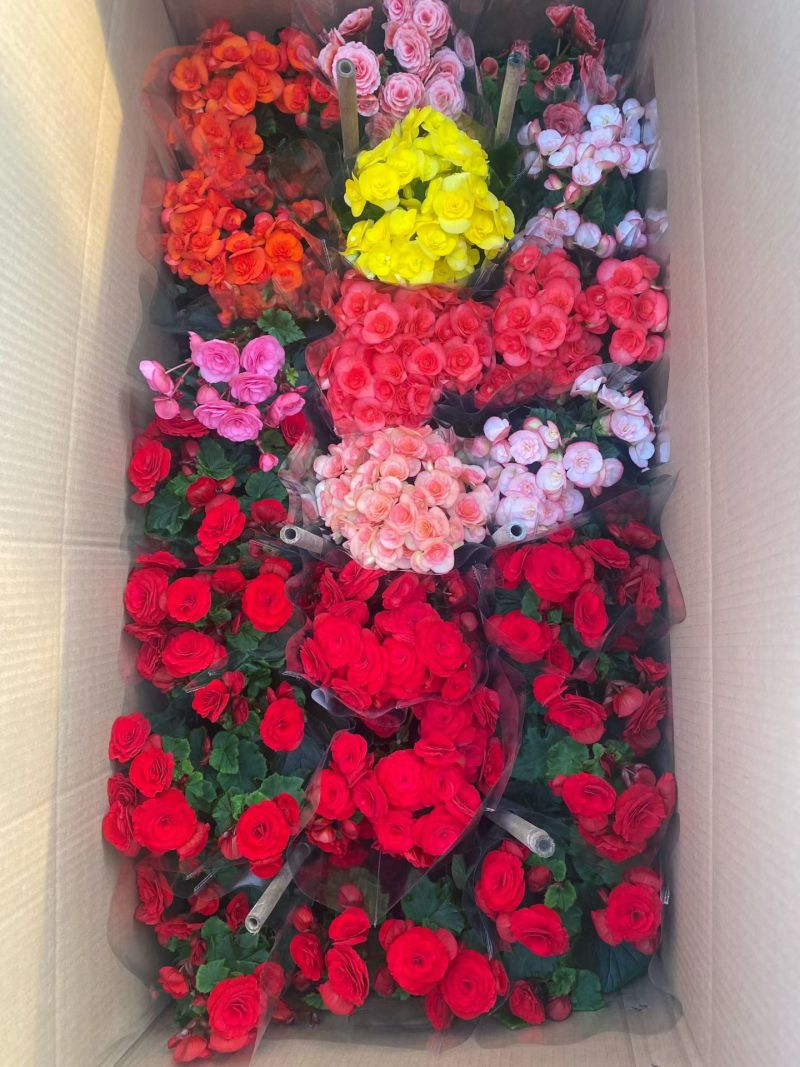 丽格海棠花色多观赏性高
