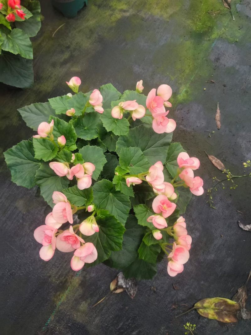 丽格海棠花色多观赏性高