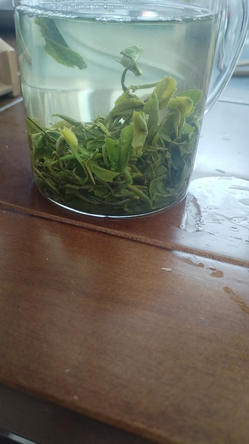 山东日照绿茶新鲜上市价格优惠质量好清新可口欢迎询价