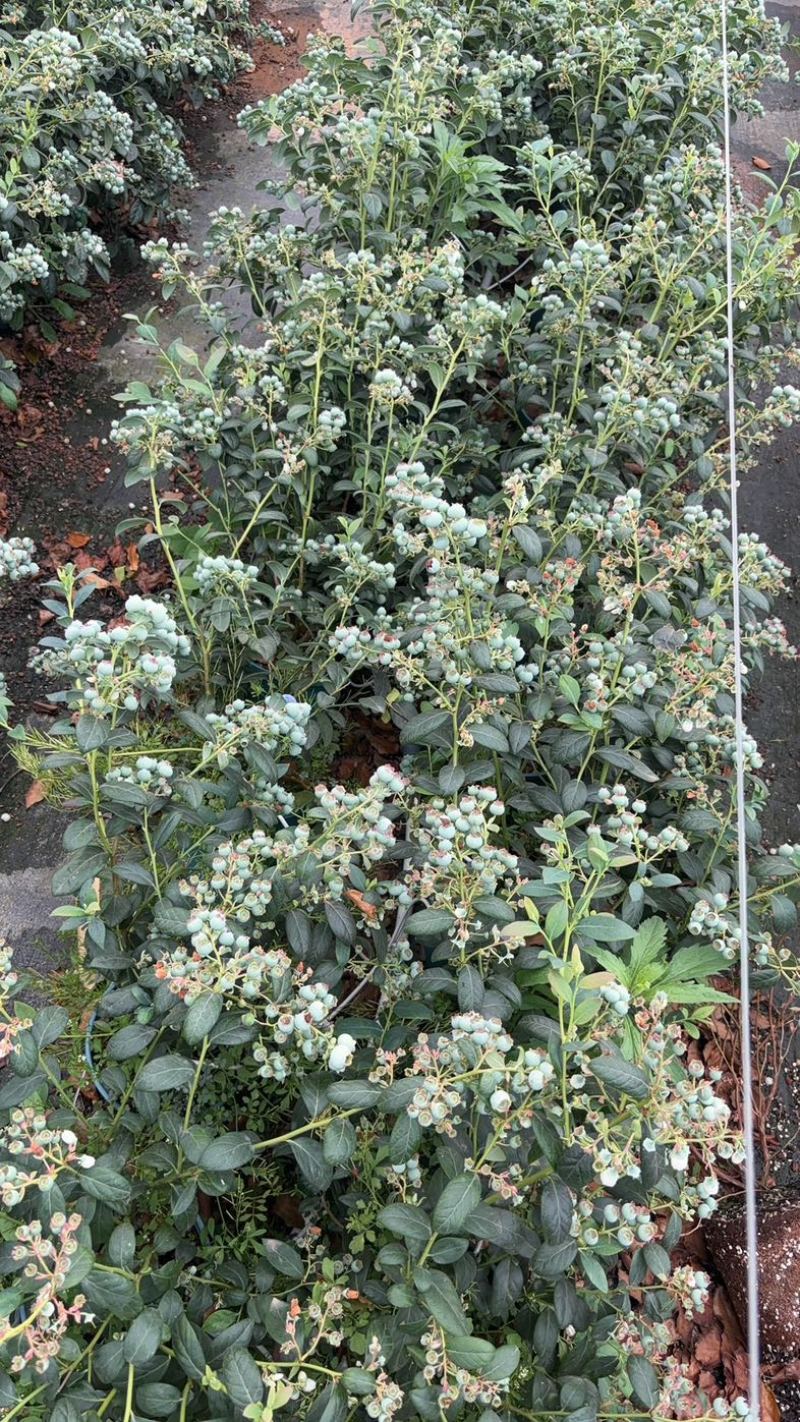蓝莓盆景，带花带果，1.5加仑全基质蓝莓苗