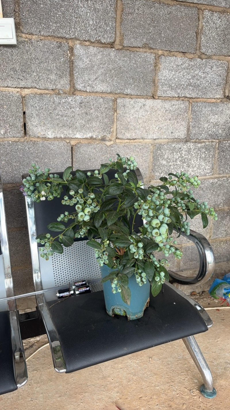 蓝莓盆景，带花带果，1.5加仑全基质蓝莓苗