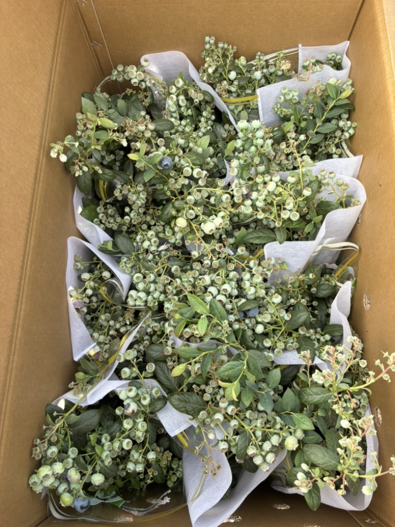 蓝莓盆景，带花带果，1.5加仑全基质蓝莓苗