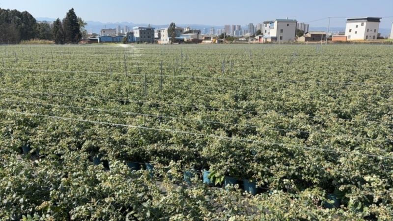 蓝莓盆景，带花带果，1.5加仑全基质蓝莓苗