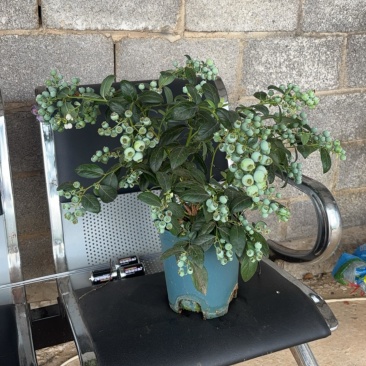 蓝莓盆景，带花带果，1.5加仑全基质蓝莓苗