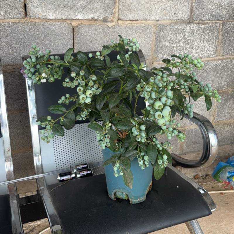 蓝莓盆景，带花带果，1.5加仑全基质蓝莓苗