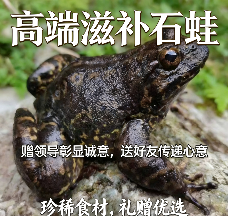 石蛙石鳞石鸡石冻棘胸蛙