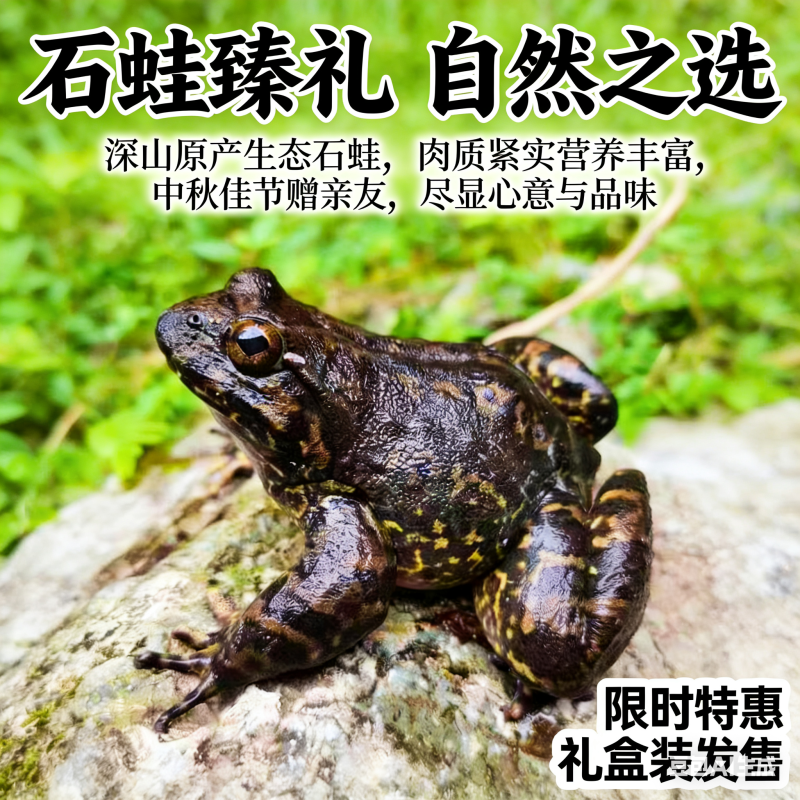 石蛙石鳞石鸡石冻棘胸蛙
