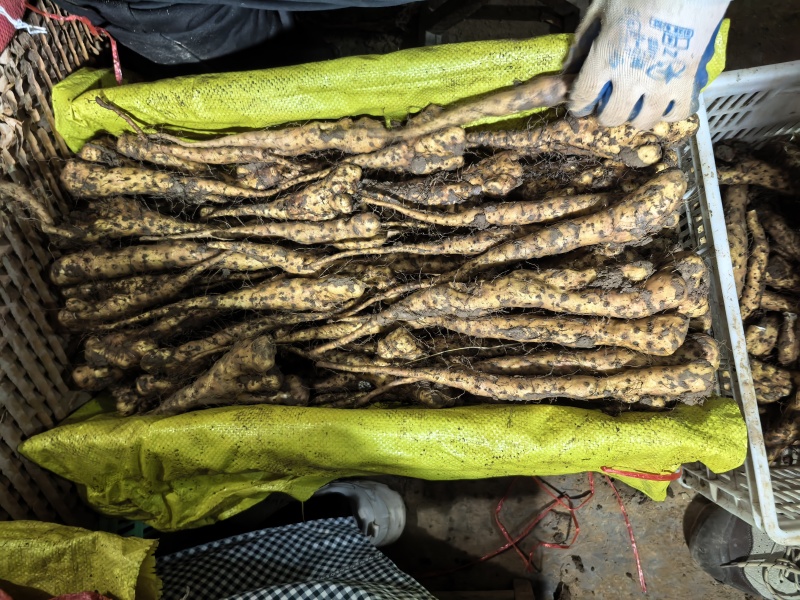 铁棍豆苗