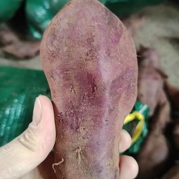 广东新鲜紫薯