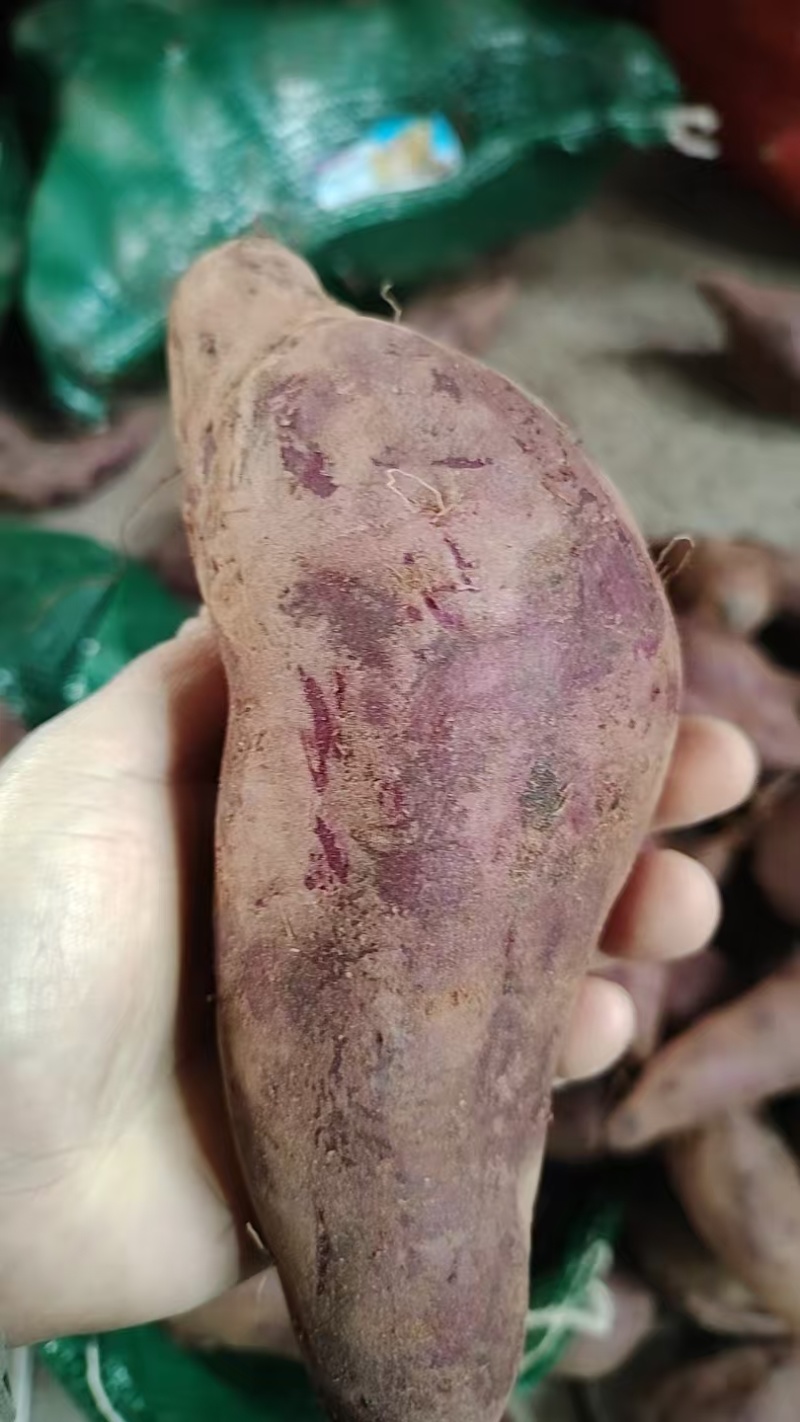 广东新鲜紫薯