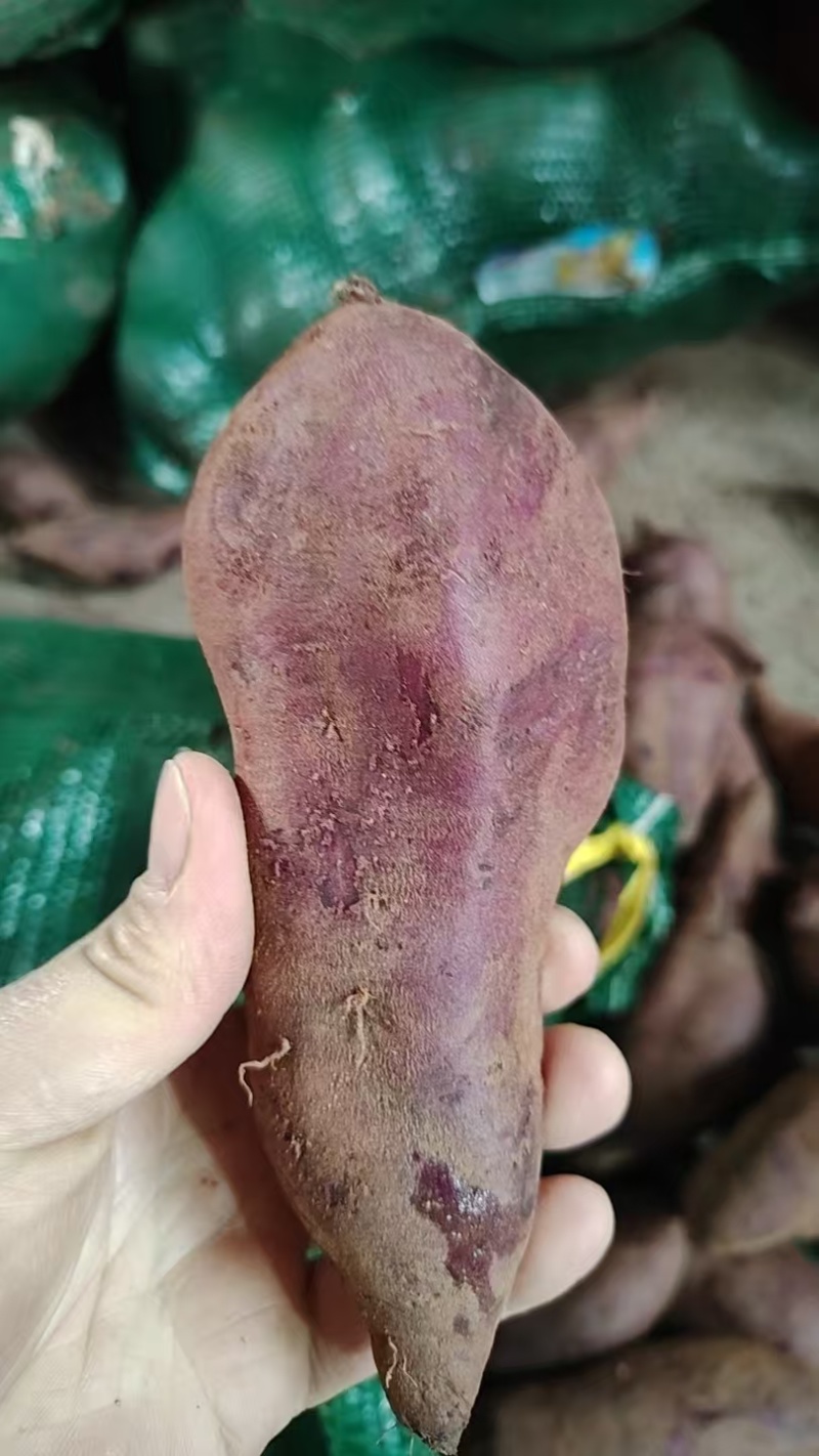 广东新鲜紫薯