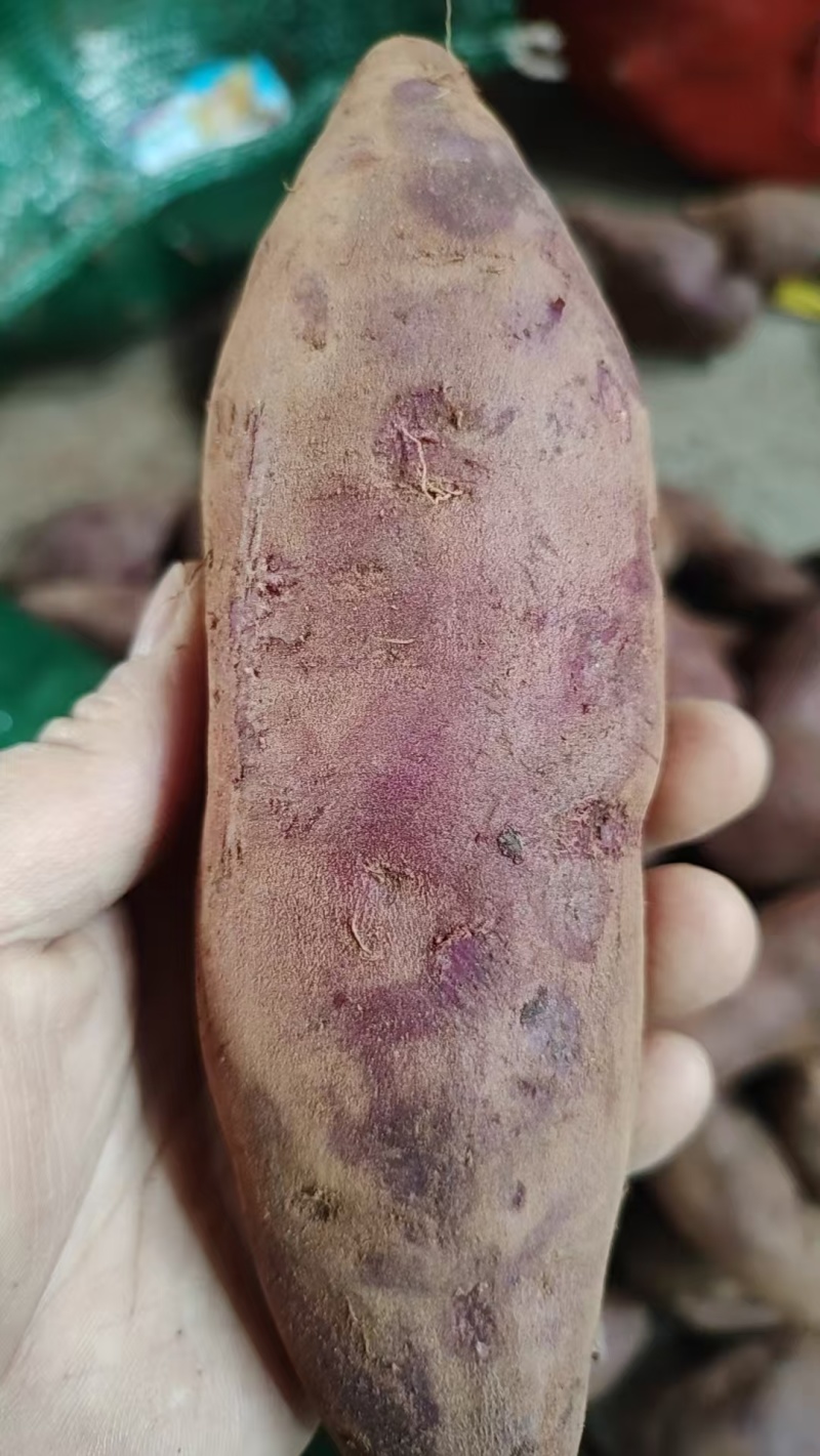 广东新鲜紫薯