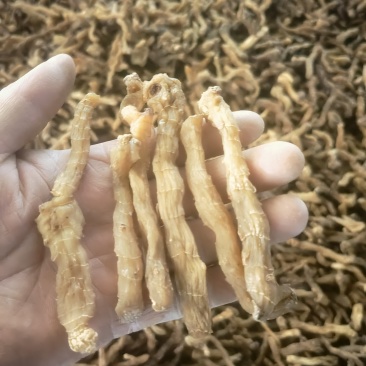 干品鸡头黄精