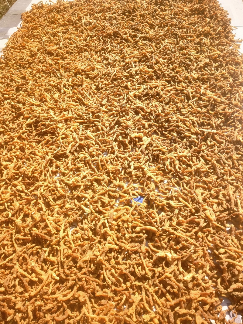 干品鸡头黄精