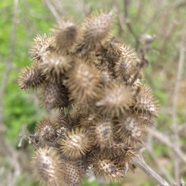 野生苍耳子