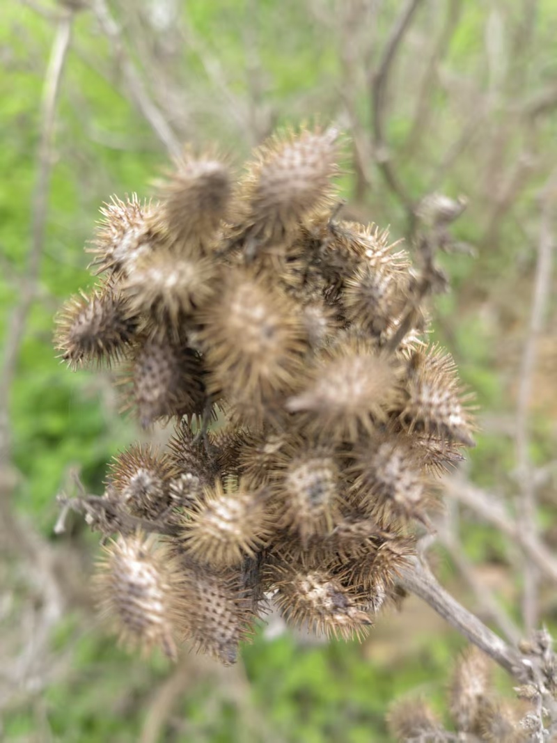 野生苍耳子