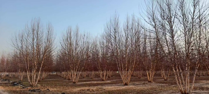 丛生河桦，高度8-9米，产地直销，精品树形，各种规格齐全