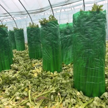 河南周口芹菜带叶西芹不带叶产地量大从优实力代发全国