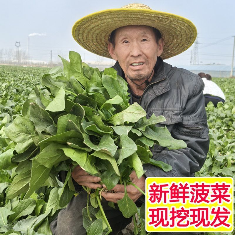 大叶菠菜，产地一手货源，量大优惠，欢迎合作