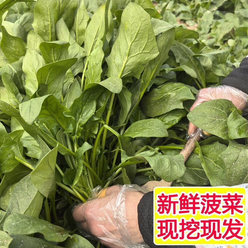 大叶菠菜，产地一手货源，量大优惠，欢迎合作