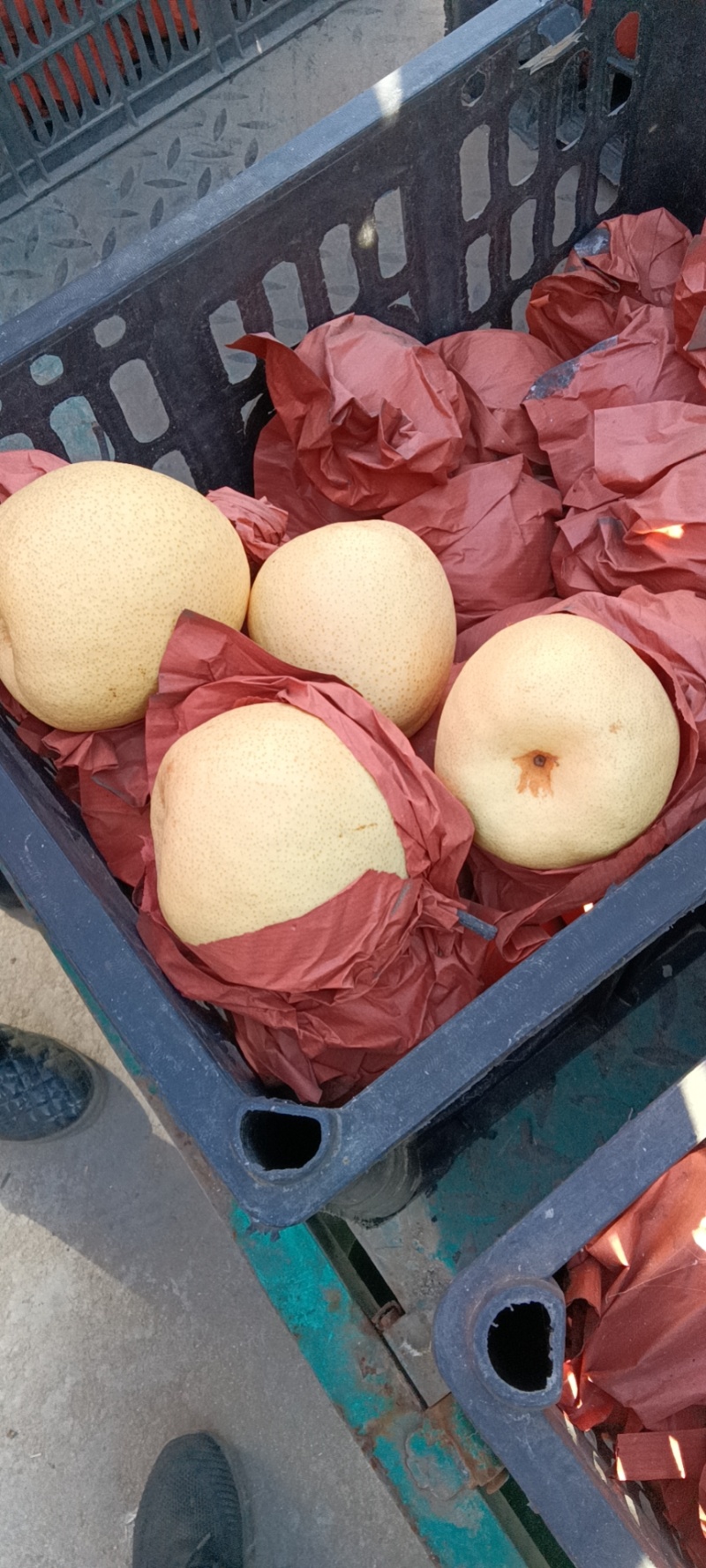酥梨