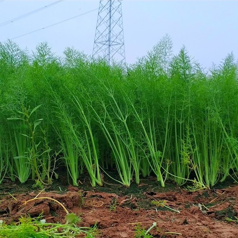 茴香大量上市，产地一手货源，可视频看货，对接全国市场电商