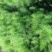 茴香大量上市，产地一手货源，可视频看货，对接全国市场电商