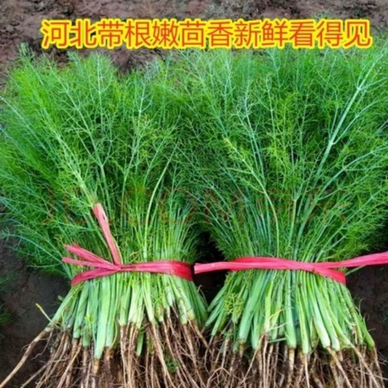 茴香大量上市，产地一手货源，可视频看货，对接全国市场电商