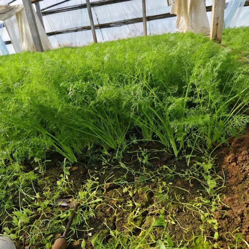 茴香大量上市，产地一手货源，可视频看货，对接全国市场电商