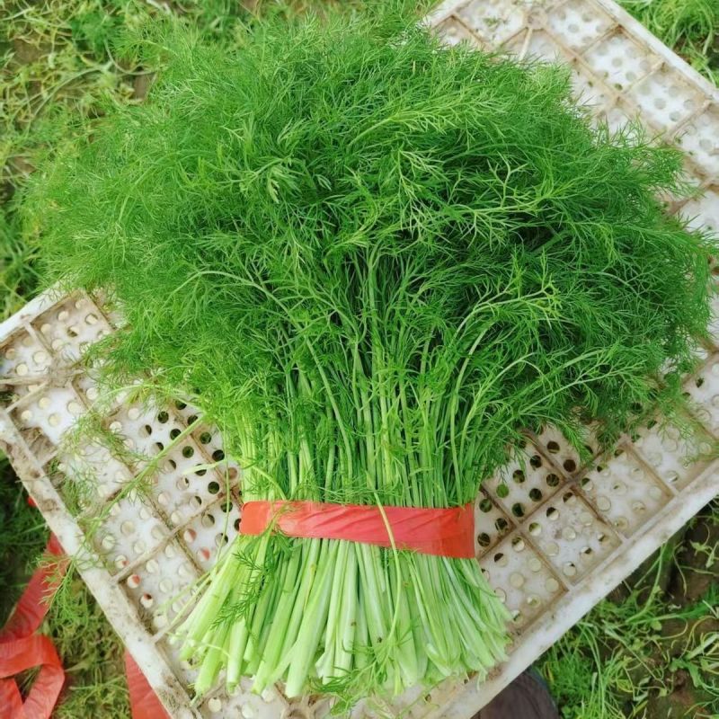 茴香大量上市，产地一手货源，可视频看货，对接全国市场电商